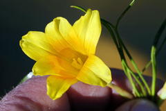 Romulea tortuosa aurea