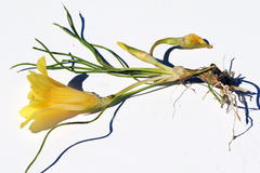 Romulea tortuosa aurea