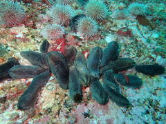 Pentacta doliolum