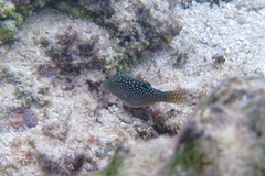 Canthigaster solandri