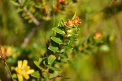 Penaea cneorum cneorum