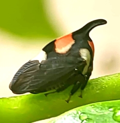 Enchophyllum quinquemaculatum