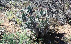 Euphorbia heptagona