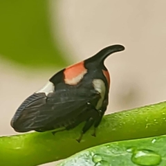 Enchophyllum quinquemaculatum