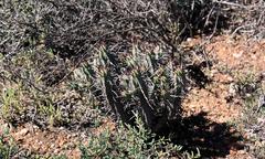 Euphorbia heptagona