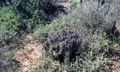 Euphorbia heptagona