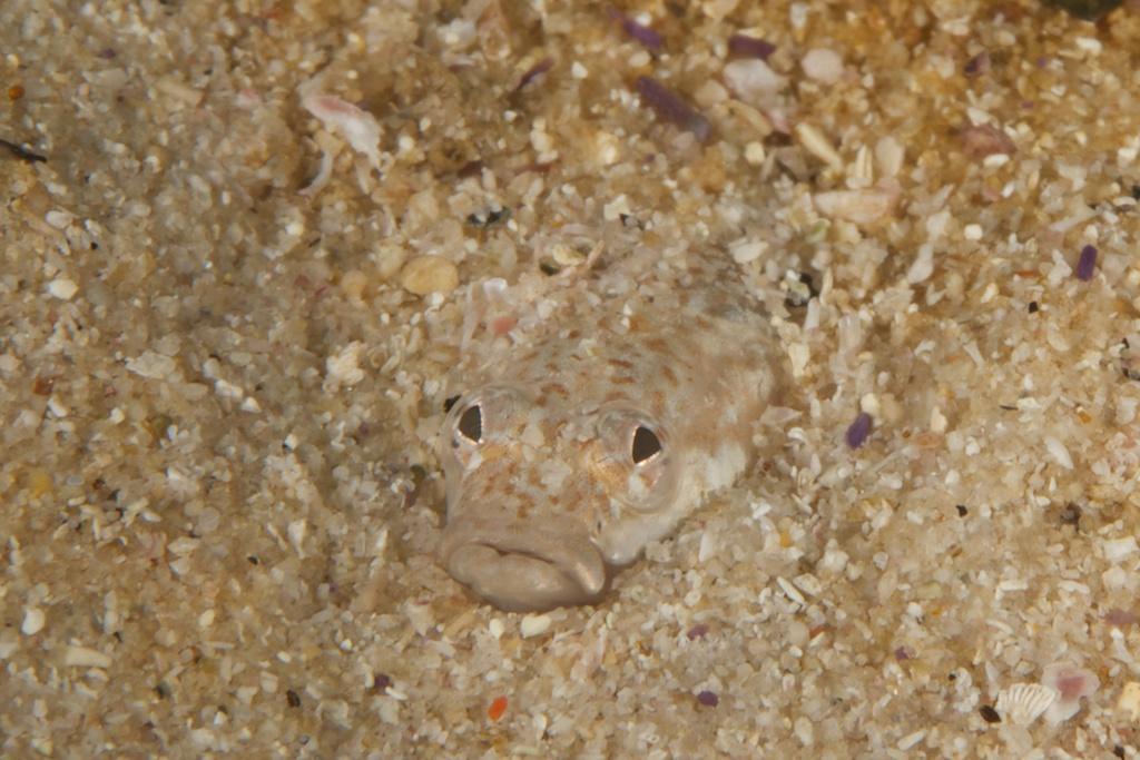 Elongate sand klipfish (Cancelloxus longior) — Clinidae