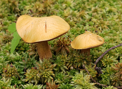 Suillus punctipes