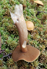 Suillus punctipes