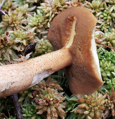 Suillus punctipes