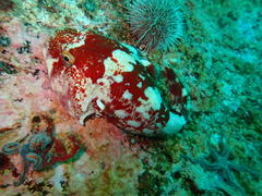 Chorisochismus dentex