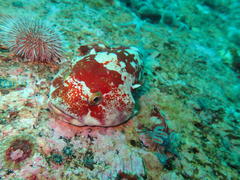 Chorisochismus dentex