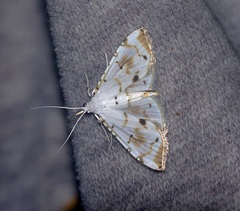 Pycnarmon
