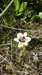 Moraea falcifolia