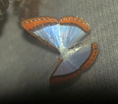 Leuciris