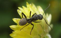 Camponotus olivieri