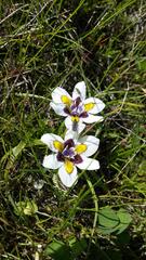 Moraea falcifolia