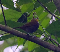 Chlorospingus flavigularis
