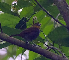 Chlorospingus flavigularis