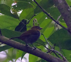 Chlorospingus flavigularis