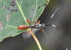 Melanichneumon