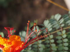 Ocyptamus fuscipennis