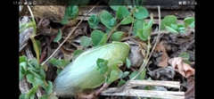 Panchlora thalassina