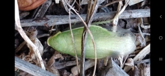 Panchlora thalassina