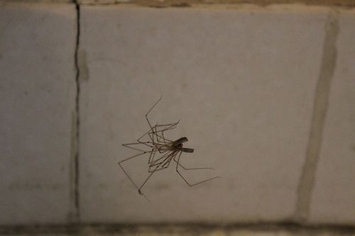 photo of Cellar Spiders (Pholcidae)