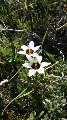 Romulea barkerae