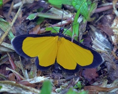 Cyllopodini