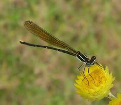 Allocnemis leucosticta