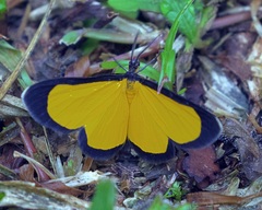 Cyllopodini