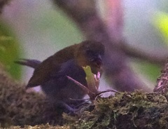 Chlorospingus flavigularis