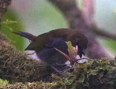 Chlorospingus flavigularis