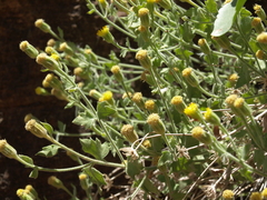 Perityle tenella