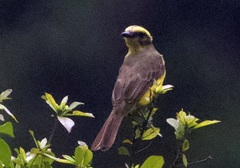 Conopias cinchoneti
