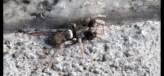 Latonigena auricomis