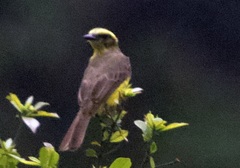 Conopias cinchoneti