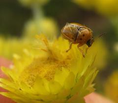 Cryptocephalus decemnotatus