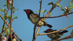 Lybius torquatus torquatus