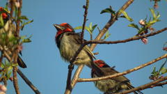 Lybius torquatus torquatus