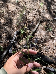 Solidago speciosa rigidiuscula