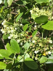 Cynanchum ellipticum