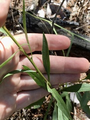 Solidago speciosa rigidiuscula
