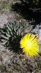 Cheiridopsis rostrata