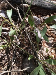 Solidago speciosa rigidiuscula