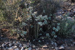 Crassula arborescens arborescens