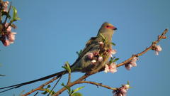 Urocolius indicus transvaalensis