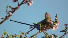 Urocolius indicus transvaalensis